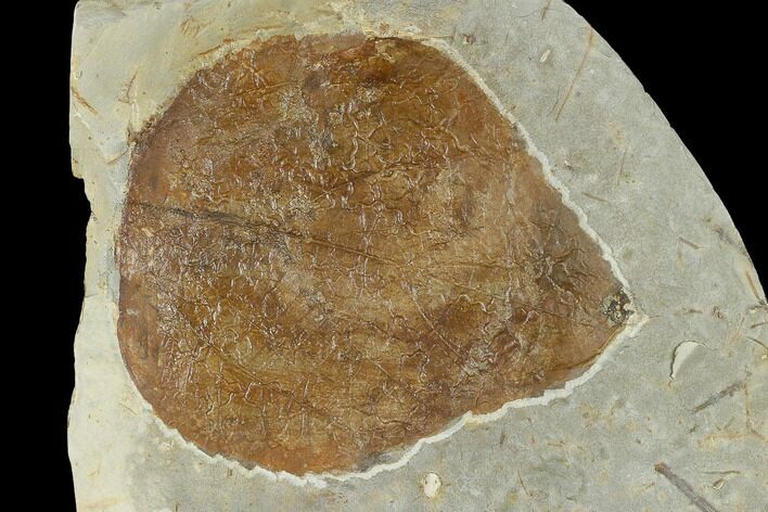 Unidentified Fossil Leaf - Glendive Montana #115241